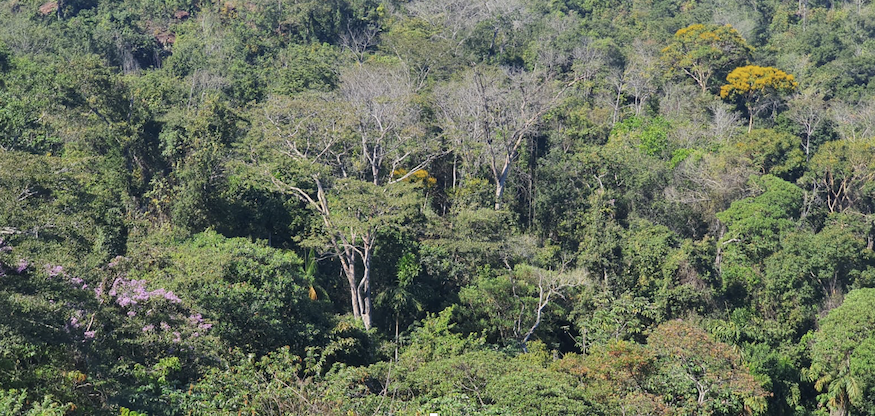 Forest in Brazil's Mato Grosso state